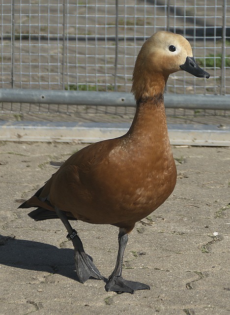 赛季